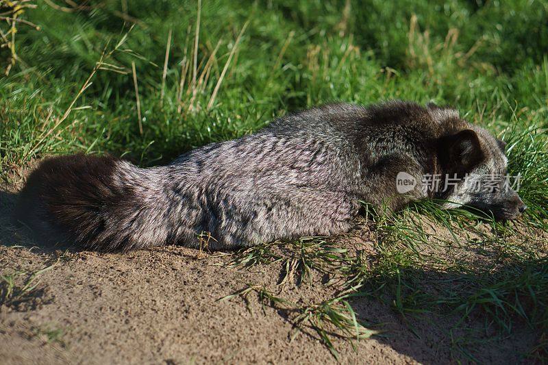 白天，毛茸茸的银狐(Vulpes fulva)睡在草地附近的地上
